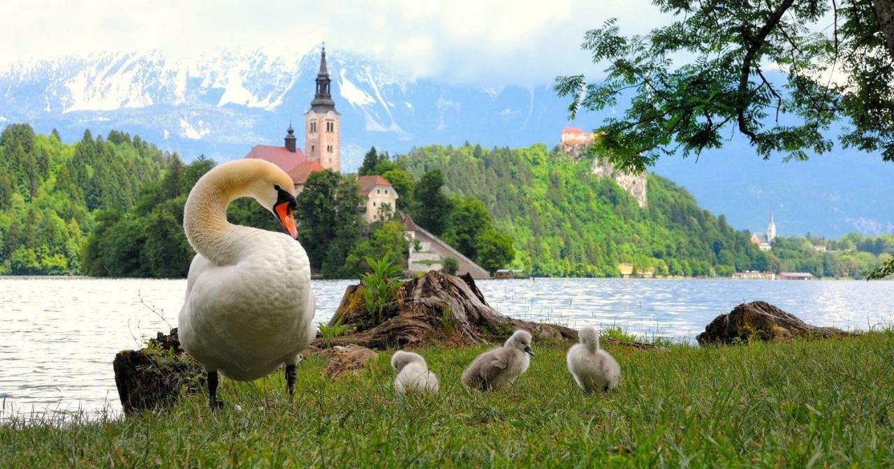 Apartma As Bled Exterior photo